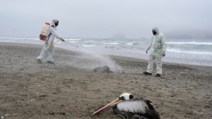 Cepa de la gripe aviar genera alarma, ya que el virus está matando a la fauna sudamericana